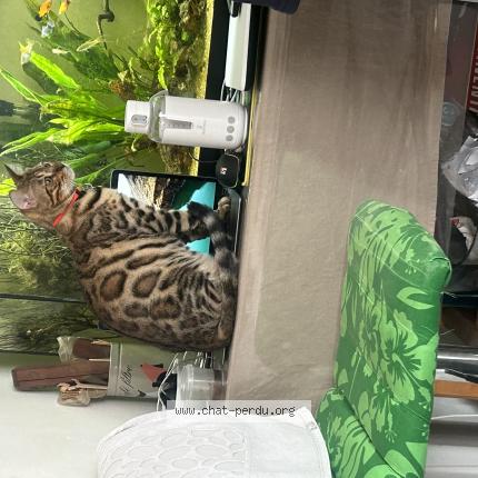 Photo 1/1 Chat retrouvé Perdu à Saumur