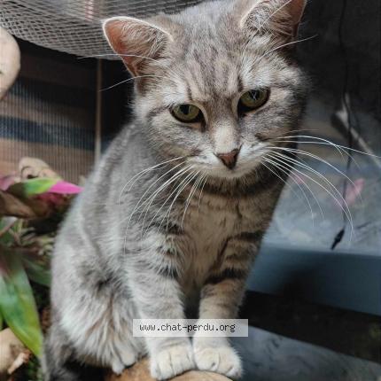 Photo 1/1 Chat retrouvé Perdu à Lempdes Sur Allagnon