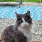 Photo de chat perdu à Tours