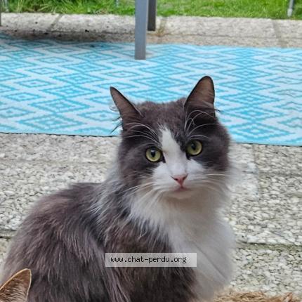 Photo 1/1 Chat retrouvé Perdu à Tours