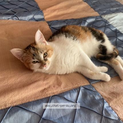 Photo de chat perdu à Varces