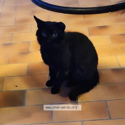 Photo 1/1 Minou Chat perdu à Figari corse du sud