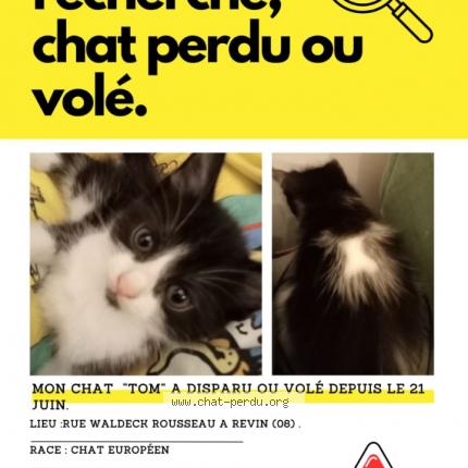 Photo 1/1 Chat retrouvé Perdu à Revin