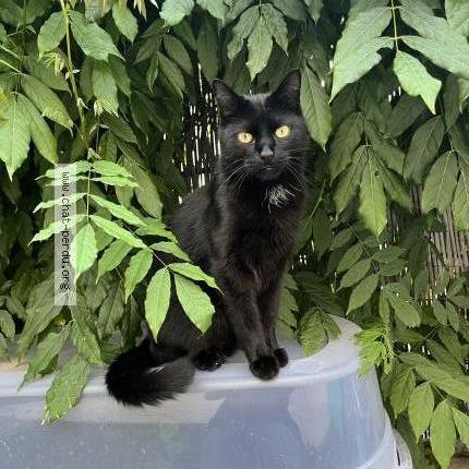 Photo de chat perdu à Saint Etienne