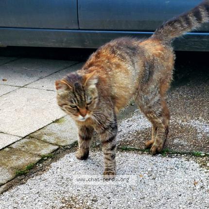 Photo de chat trouvé à Bresilley