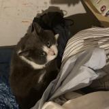 Photo de chat perdu à Saint Jean De La Motte Mansigne