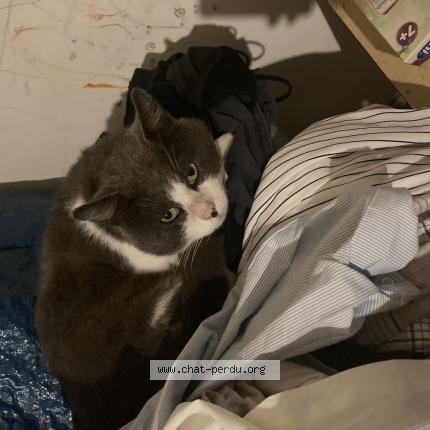 Photo 1/1 Chat retrouvé Perdu à Saint jean de la motte mansigne