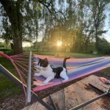 Photo de chat perdu à Le Mans