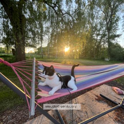 Photo 1/1 Chat retrouvé Perdu à Le mans