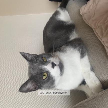 Photo 1/1 Chat retrouvé Perdu à Saumur