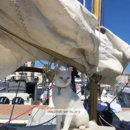 Photo 2/2 Chat retrouvé Perdu à Port Cros