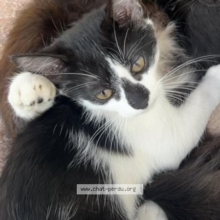 Photo de chat perdu à Pace