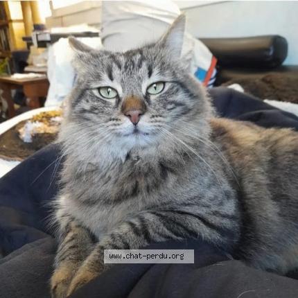Photo de chat perdu à La Mede