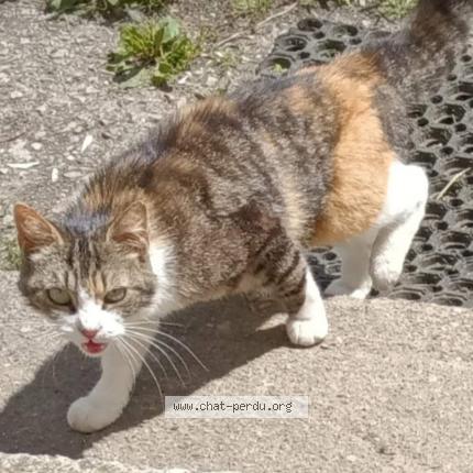 Photo 1/1 Chat retrouvé Perdu à Saint Ave