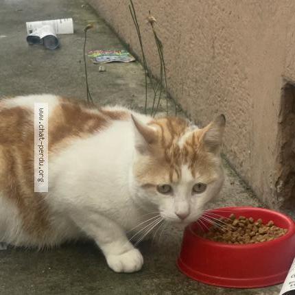 Photo 1/2 Chat retrouvé Trouvé à Villeurbanne