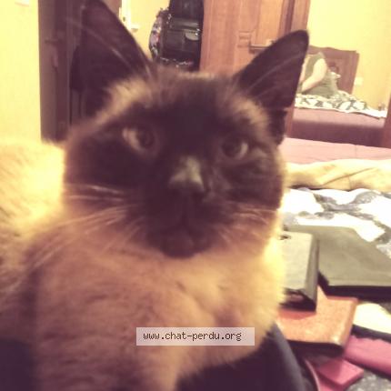 Photo de chat trouvé à Ploemeur