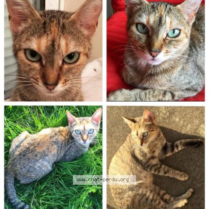 Photo 1/1 Victoire Chat perdu à Plechatel