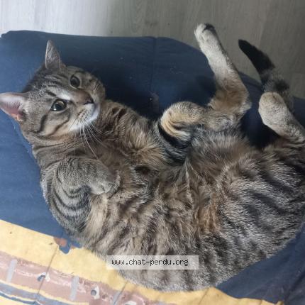 Photo 1/1 Chat retrouvé Perdu à Poitiers
