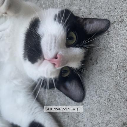 Photo de chat perdu à Bondy