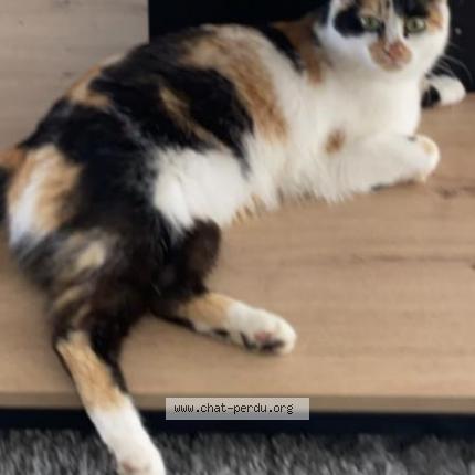 Photo de chat perdu à Chasseneuil Du Poitou