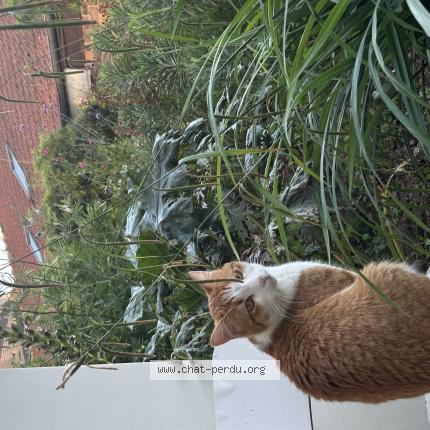 Photo 1/1 Chat retrouvé Perdu à Aubervilliers