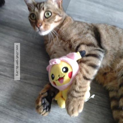 Photo 1/2 Luffy Chat perdu à St rambert d albon