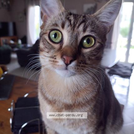 Photo 2/2 Luffy Chat perdu à St rambert d albon