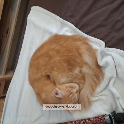 Photo de chat trouvé à Andernos Les Bains