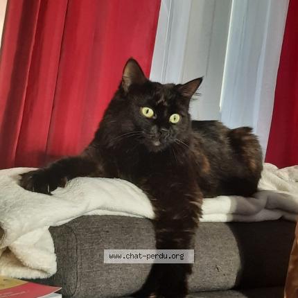 Photo de chat perdu à Tignieu Jameyzieu