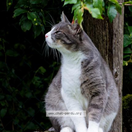 Photo de chat perdu à Saint Sixte