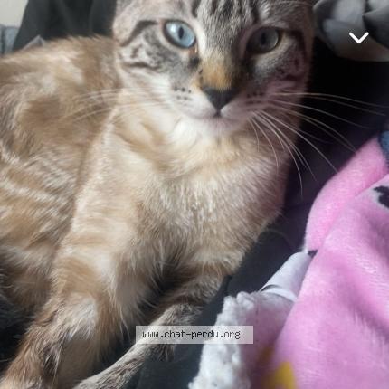 Photo 1/1 Chat retrouvé Perdu à Blagnac