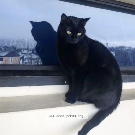 Photo 1/1 Chat retrouvé Perdu à St Martin Bellevue