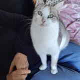 Photo de chat perdu à Fontaine Le Comte