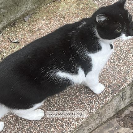 Photo de chat perdu à Dijon