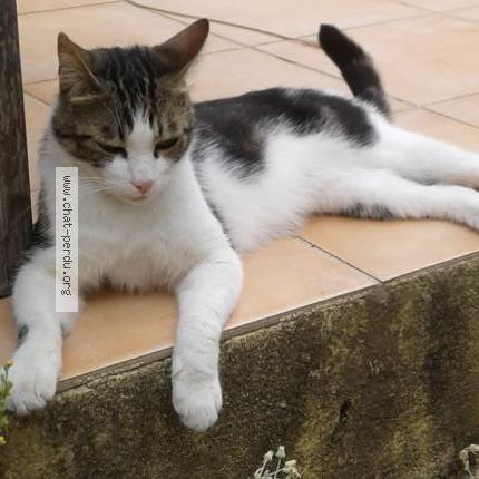 Photo 1/1 Chat retrouvé Perdu à Toulon