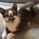 Photo de chat perdu à La Creche