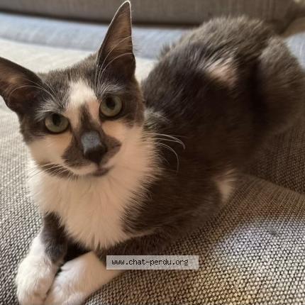 Photo 1/1 Texas Chat perdu à La creche