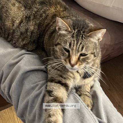 Photo de chat perdu à La Rochelle