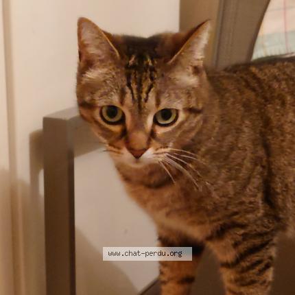Photo de chat perdu à Saint Laurent Blangy