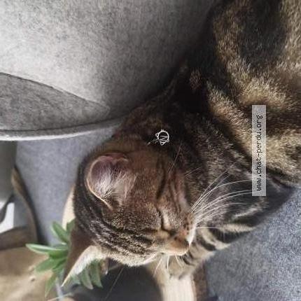 Photo de chat perdu à Aulnay Sous Bois