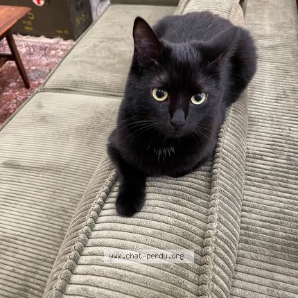 Photo 1/1 Chat retrouvé Perdu à Sevran