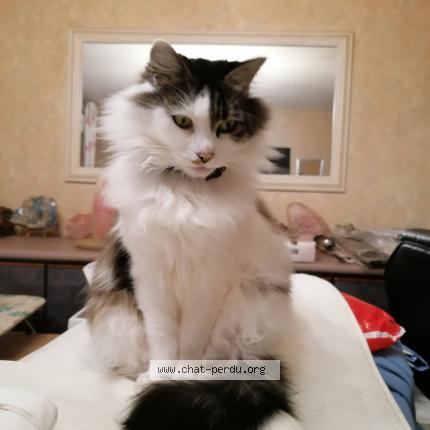 Photo de chat perdu à Brest