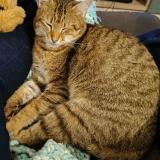 Photo de chat perdu à Vouneuil Sous Biard