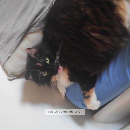 Photo de chat perdu à Halluin