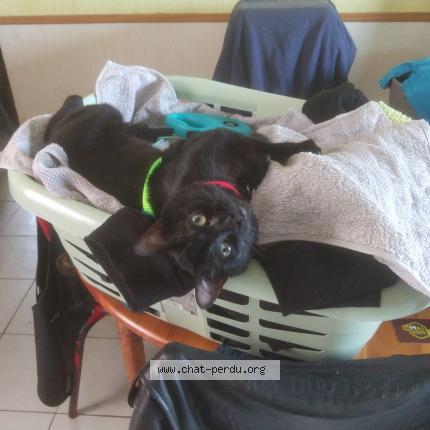 Photo 1/1 Shadow Chat perdu à La fresnais