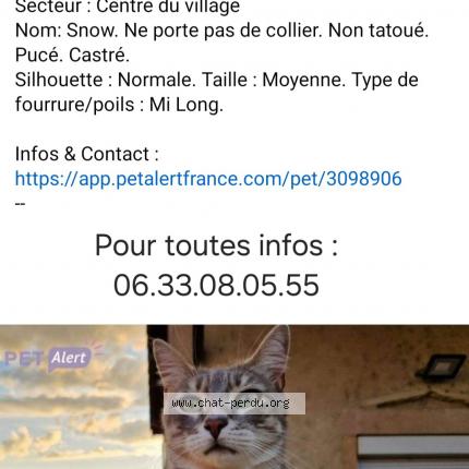 Photo 1/1 Chat retrouvé Perdu à Cormoranche sur saone