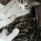 Photo de chat perdu à Mantes La Ville