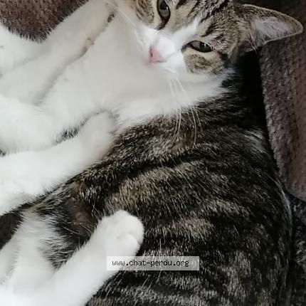 Photo 1/1 Chat retrouvé Perdu à Mantes la ville