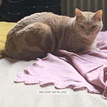 Photo 1/1 Chat retrouvé Perdu à Sevran