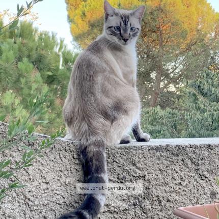Photo 1/1 Chat retrouvé Perdu à Toulouse